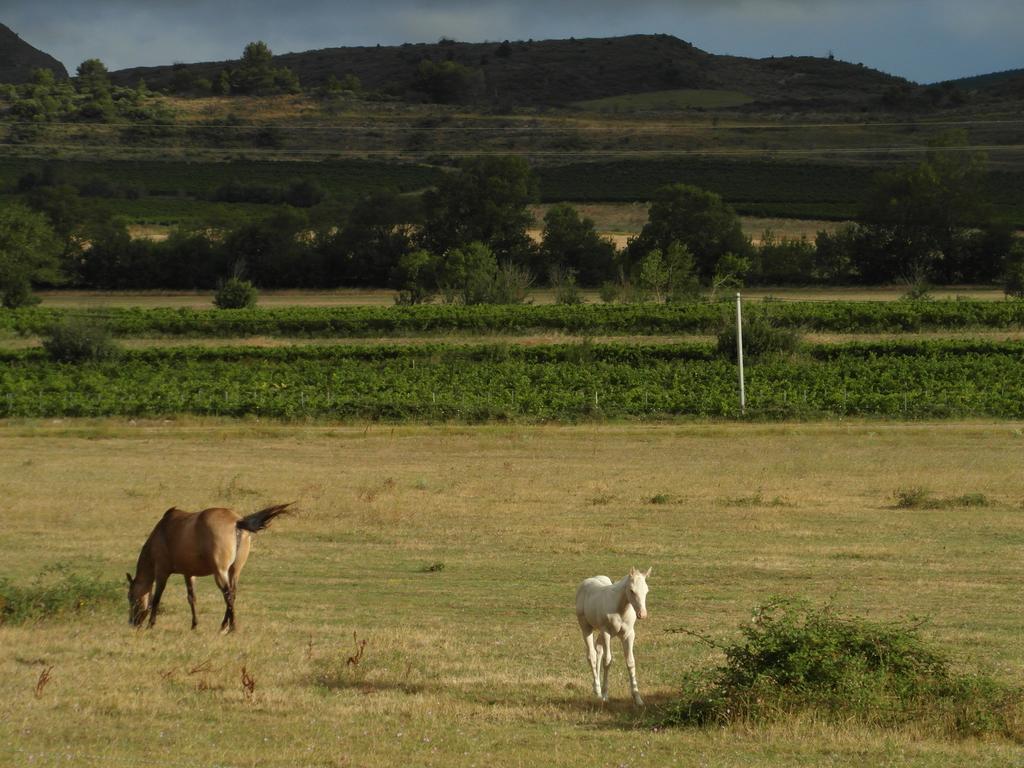 Bergerie Du Plo Βίλα Montlaur  Εξωτερικό φωτογραφία