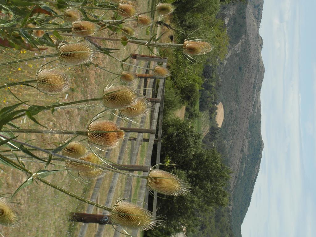 Bergerie Du Plo Βίλα Montlaur  Εξωτερικό φωτογραφία